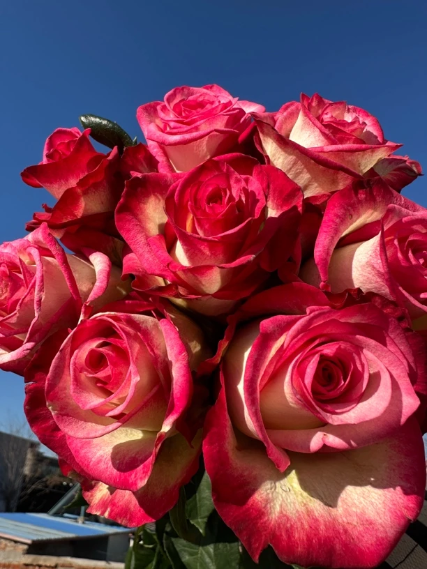 AA月季花苗四季开花直播一物一拍庭院阳台耐热耐晒