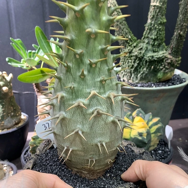 377安博12.5公分哈哈哈哈哈哈哈