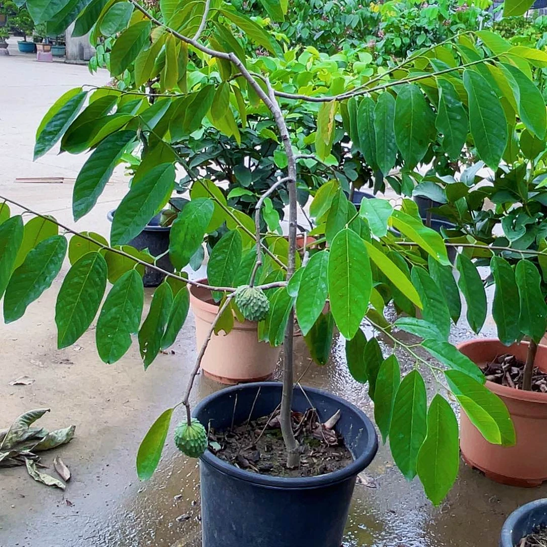 完全开放?****111111111111