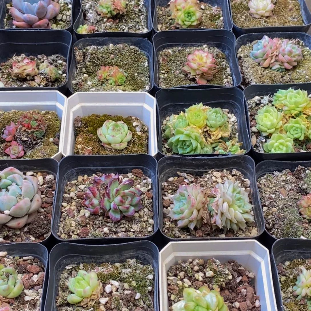 小*儿364多肉植物保护研究所所长
