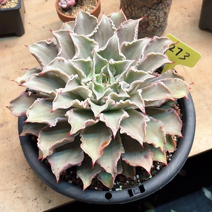 多肉植物，饺子皮273号