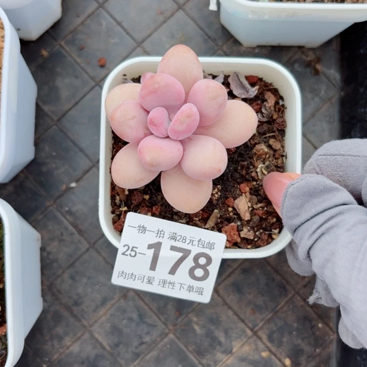 桃蛋多肉植物多肉植物多肉植物