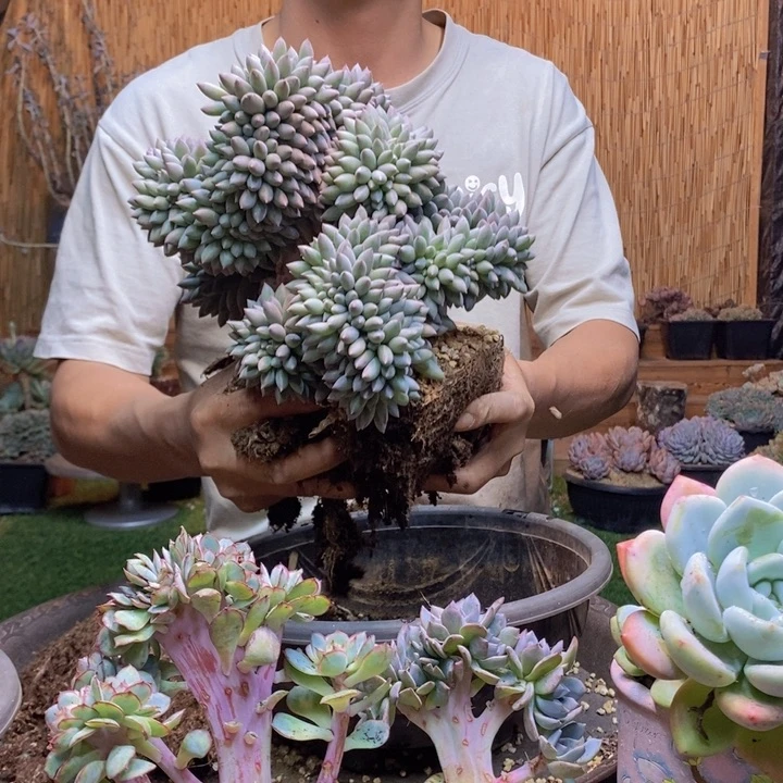 冰***水389号所罗门多肉植物