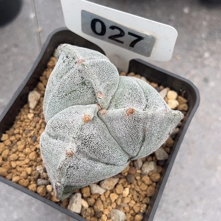 周***杨仙人球仙人球仙人球