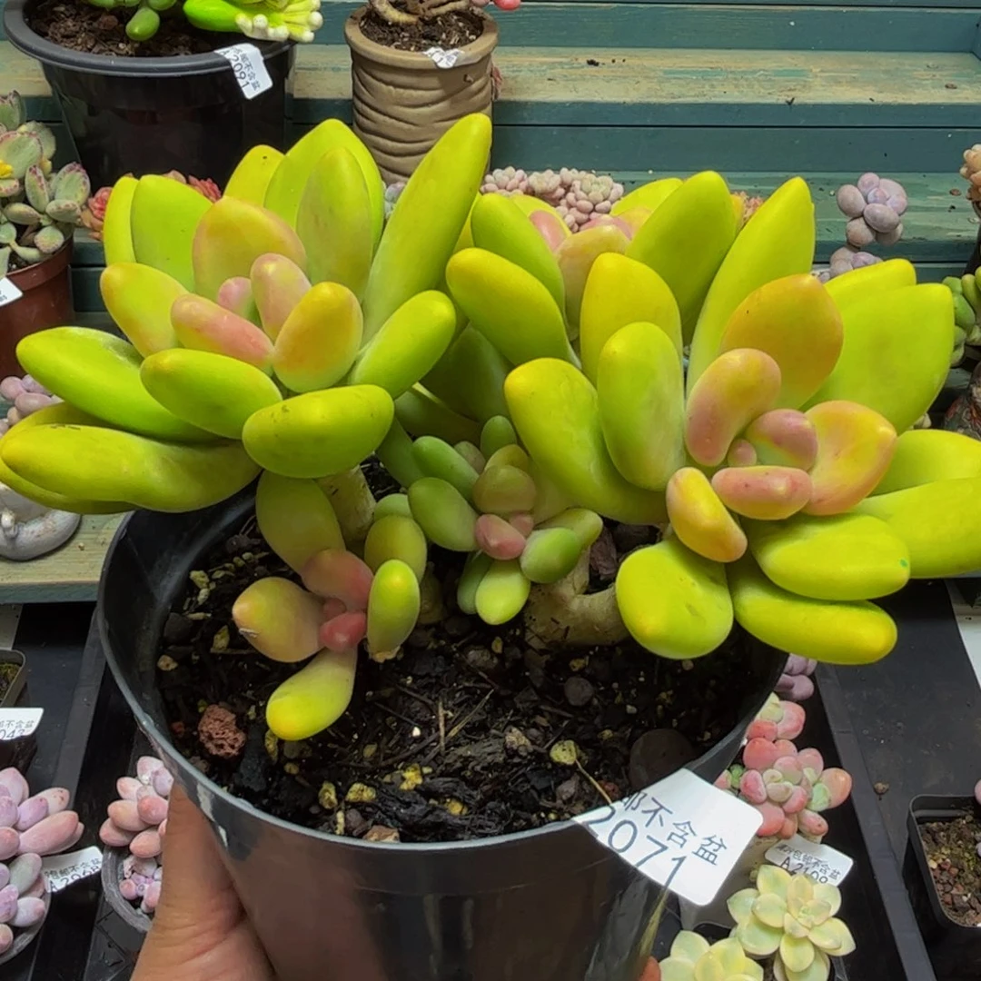 茶***筑2071芒果奶15cm多肉