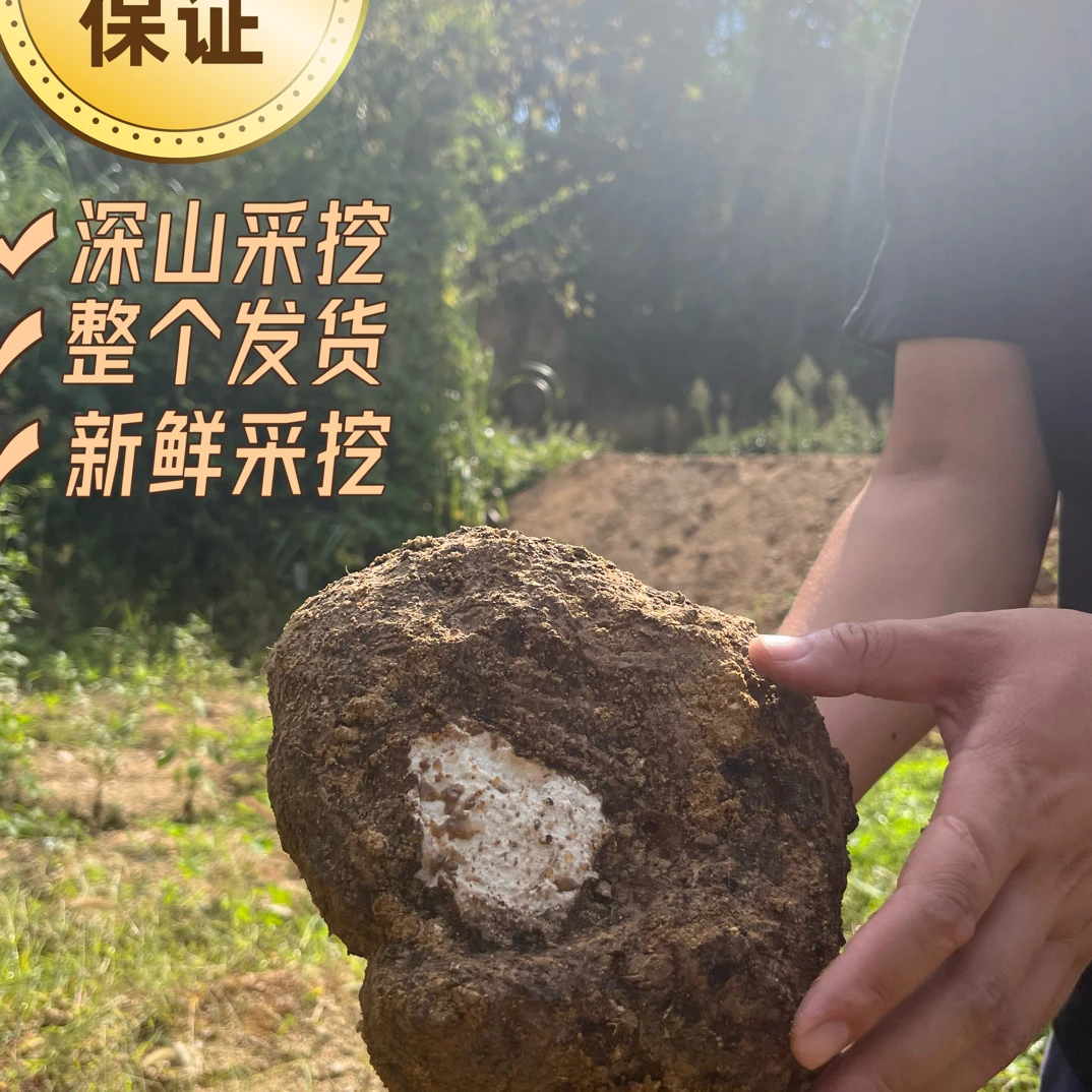 岳西新鲜带皮茯苓现挖现发天然无硫原生态茯苓