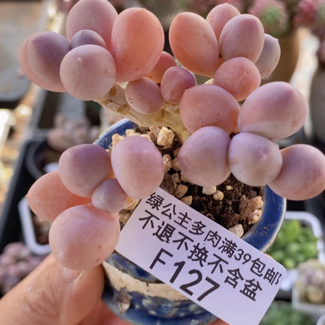 香水手指奶6cm127多肉植物