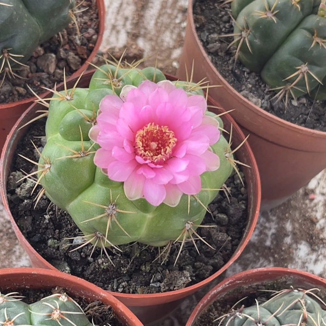 心***！实生美花海王仙人球1