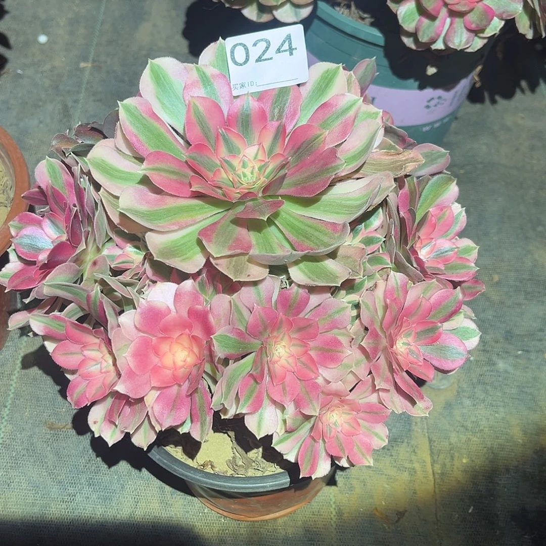 女巫多肉法师024号多肉