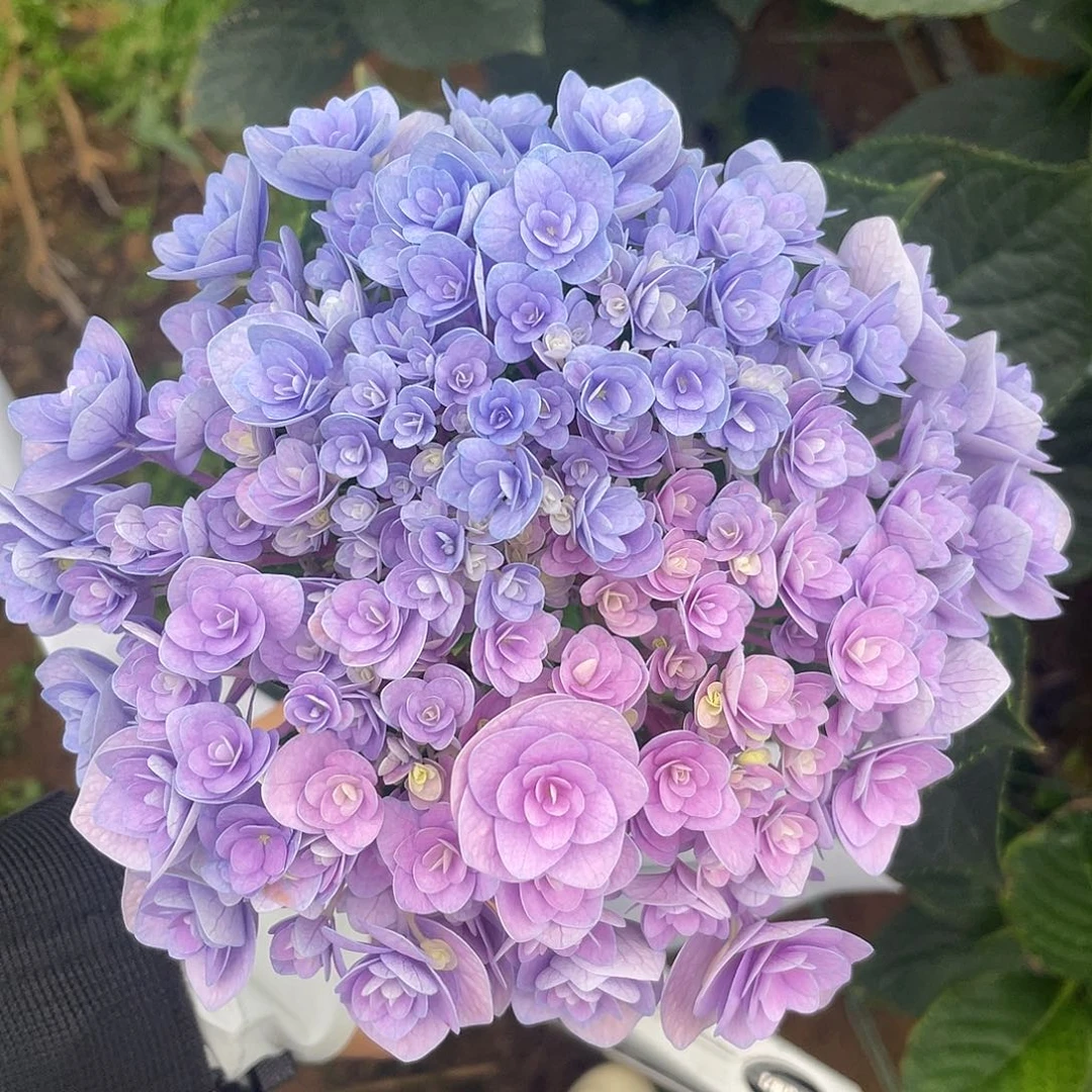 绣球切花一物一拍3枝起包邮，97