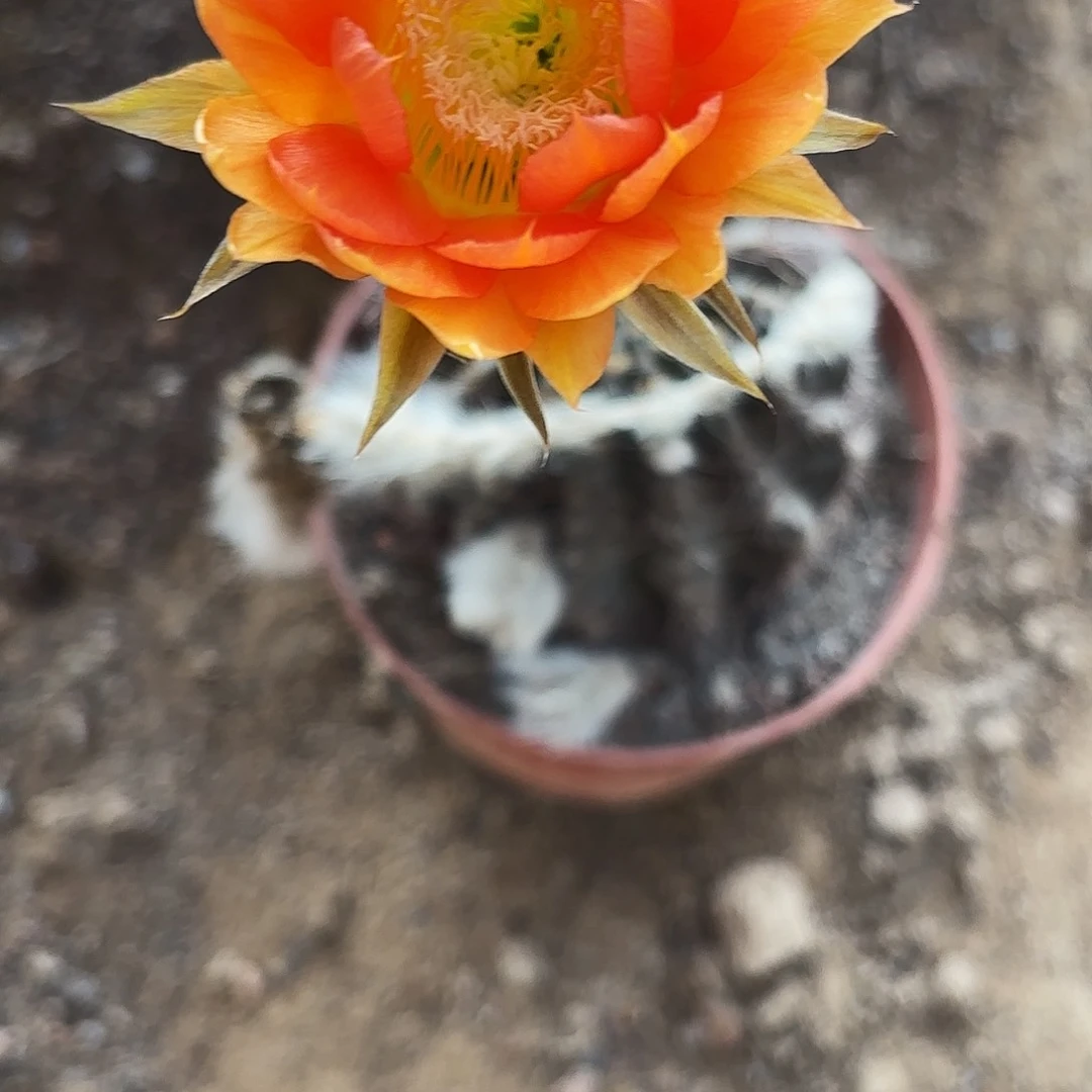 104 实生脱土脱花20包邮