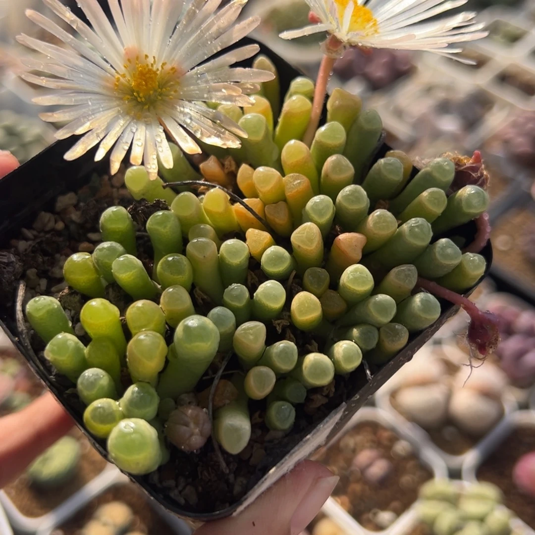 085多肉植物种类多样