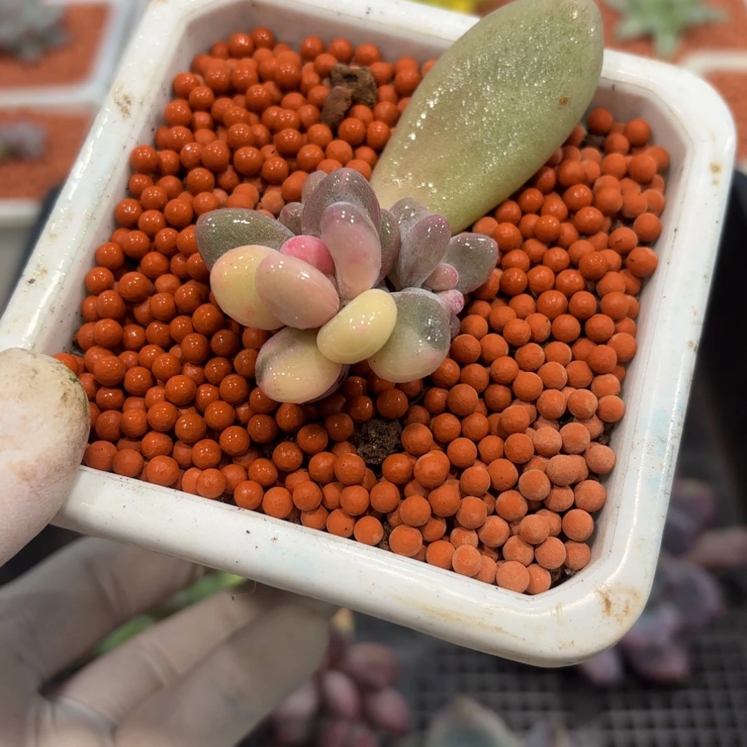 多肉植物奶酪锦小双头