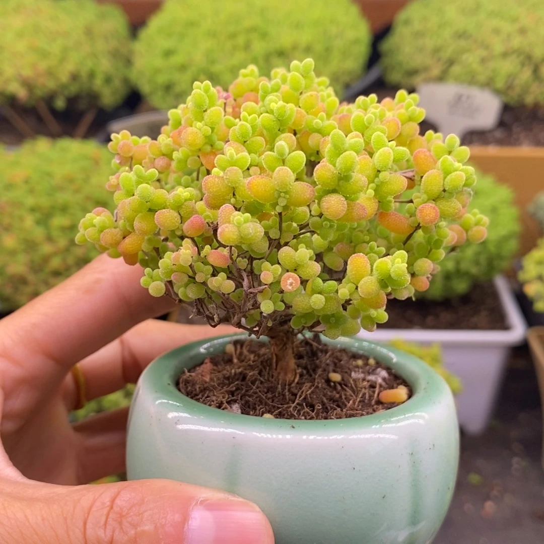 无花朵397蜜橘。