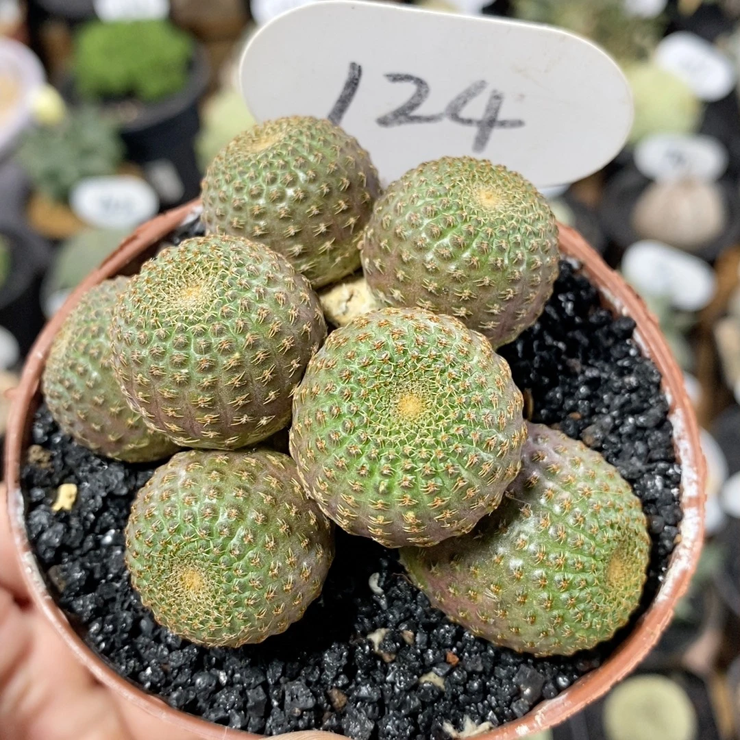 124号群生黑蝎子7.7cm