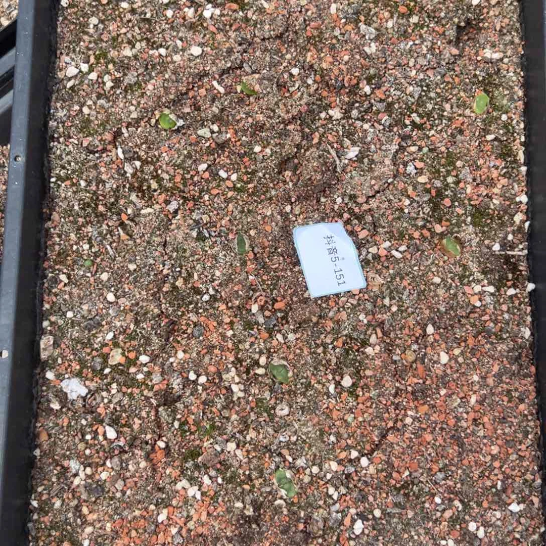 5-151水晶鞋多肉植物，