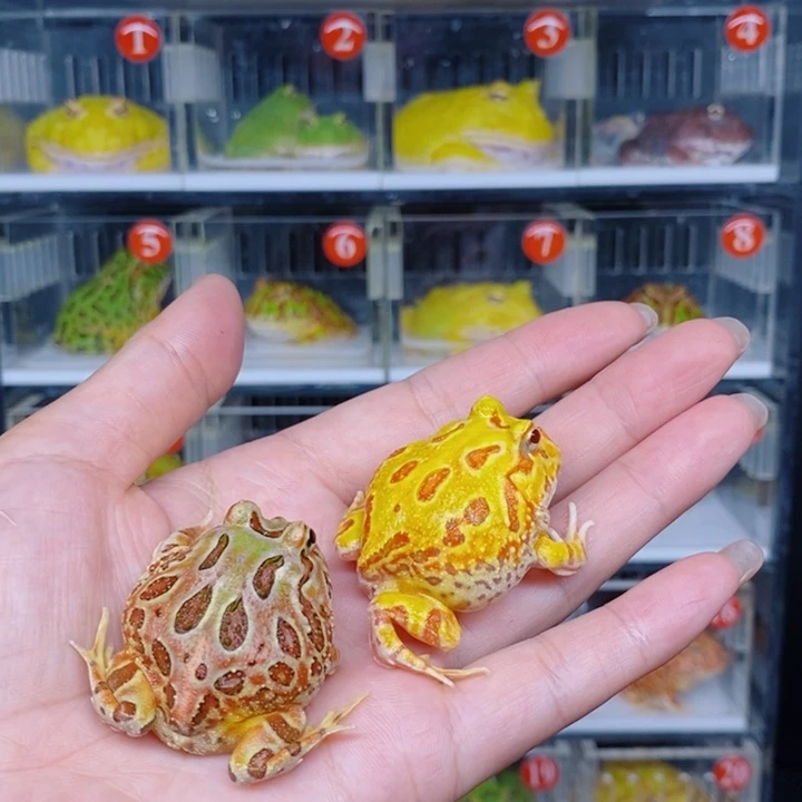 角蛙恭喜发财大吉大利