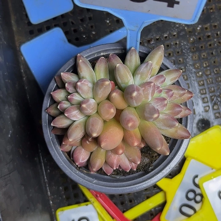 多肉植物伊卡鲁斯094