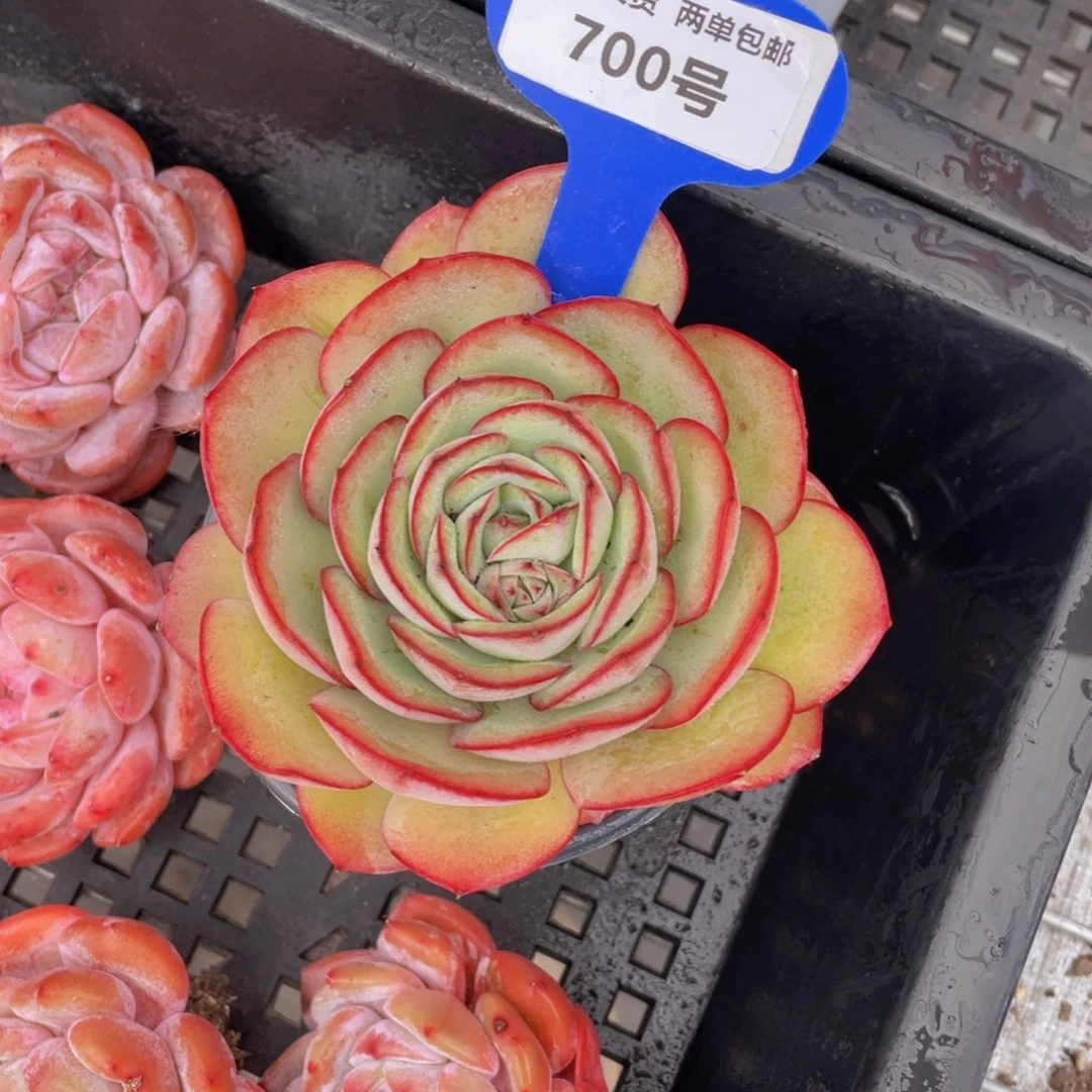 700号牡丹亭大单头一个