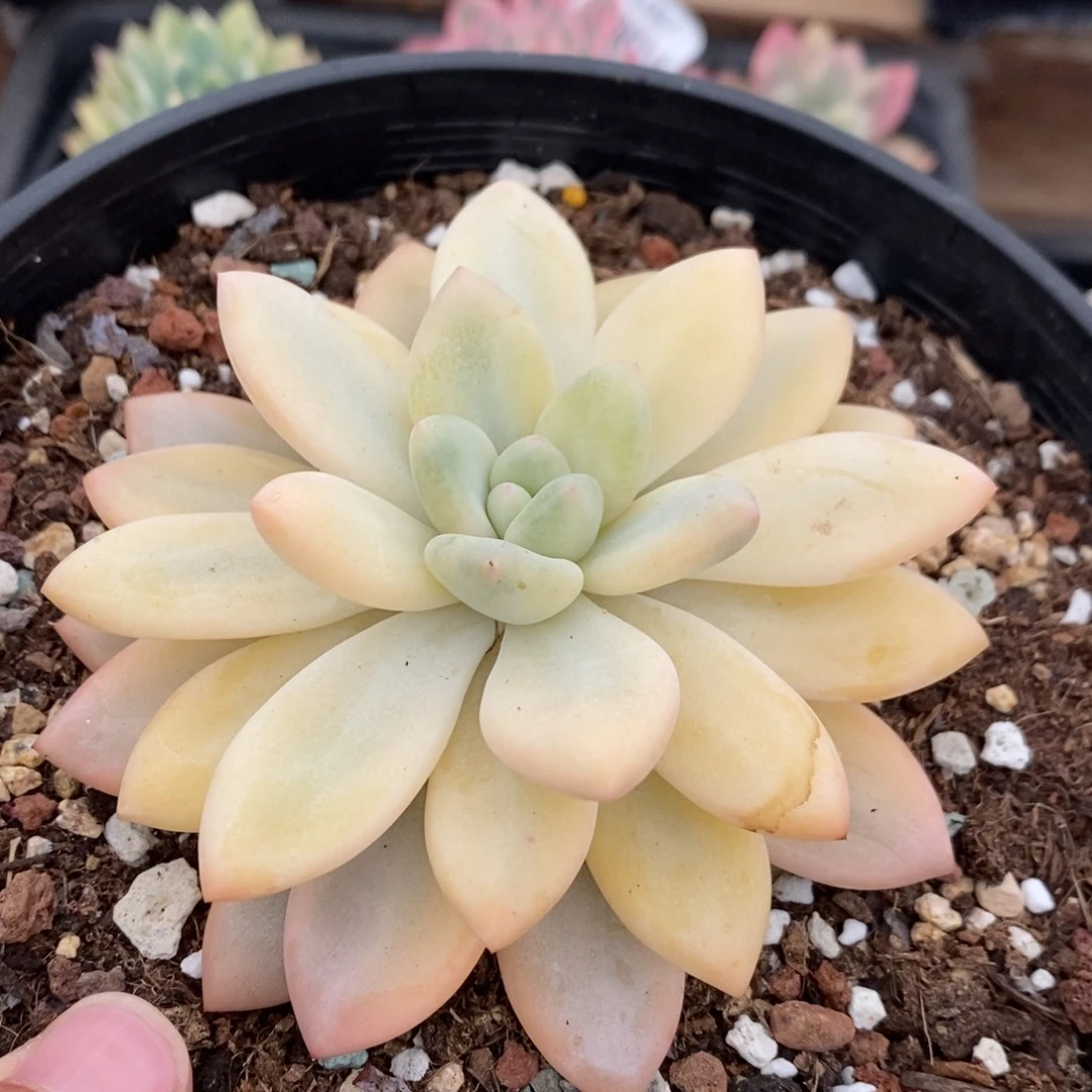 美人锦多肉植物A3619