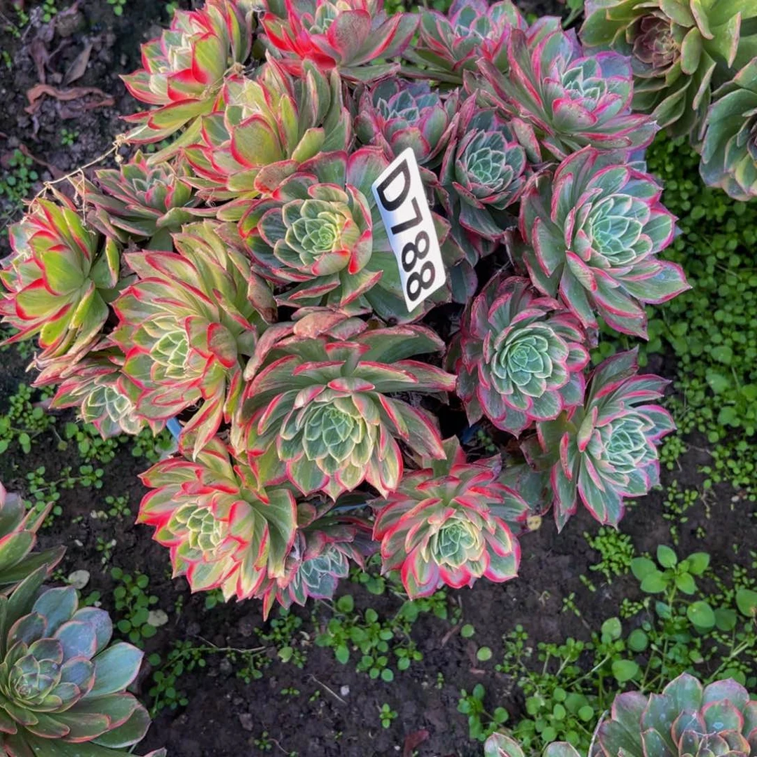 万花筒法师26//—10包邮