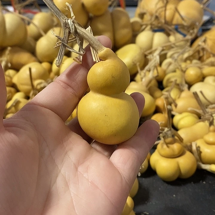 葫芦的颜色很好看