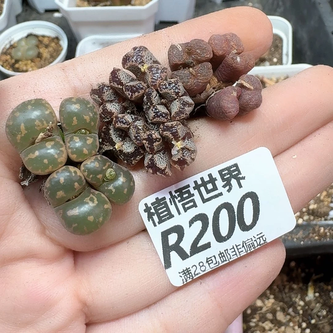 多肉植物的人生er
