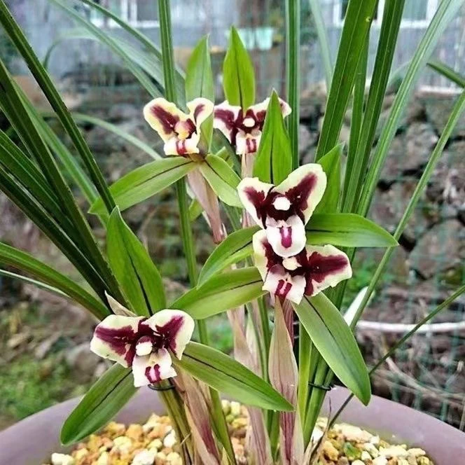 春兰三星蕊蝶兰花苗浓香好养室内外花卉绿植盆栽