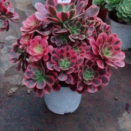董***。无花朵33号凤冠法师多肉植物