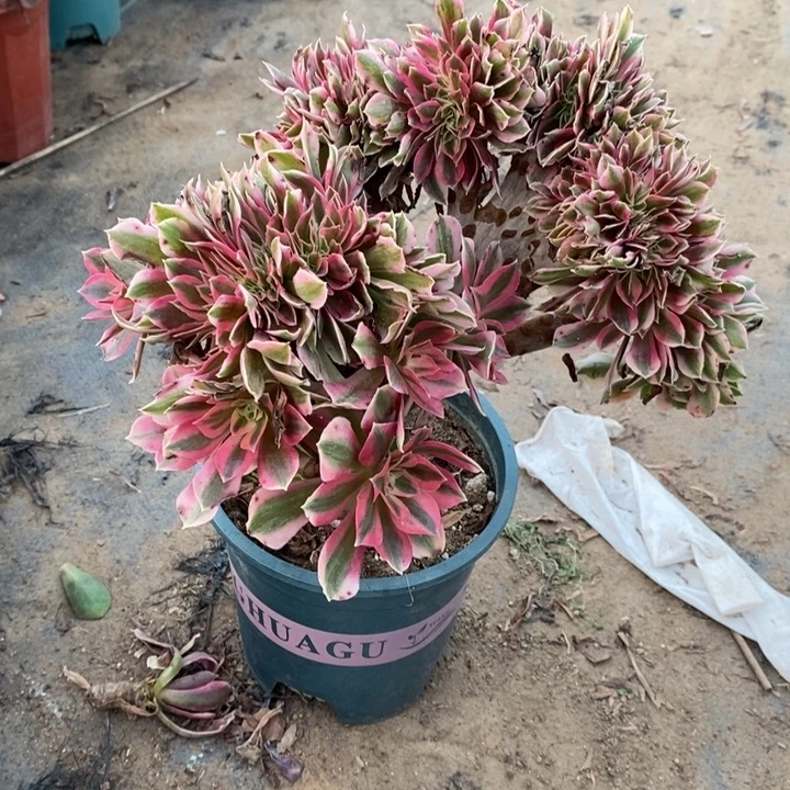 女巫缀8多肉植物法师法师