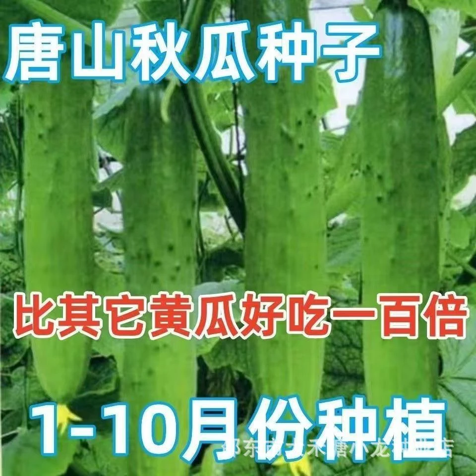 【新疆包邮】唐山秋瓜水果黄瓜春季秋季易播种蔬菜种籽阳台盆栽