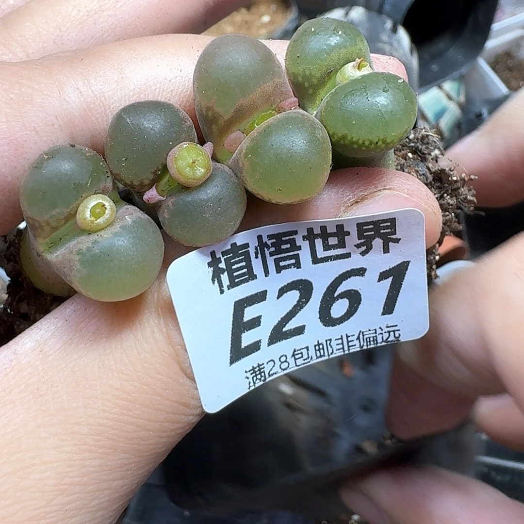 多肉植物的人生ghn