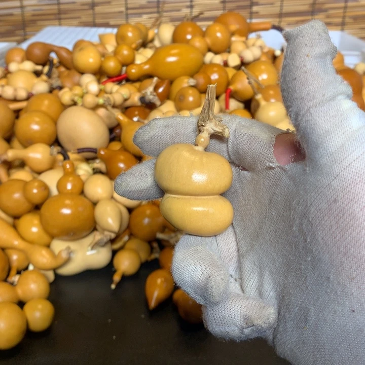 八宝豆和我一样喜欢看你直播