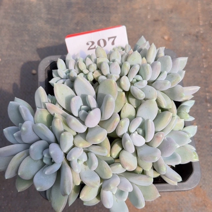 胖美人朵朵缀207多肉植物