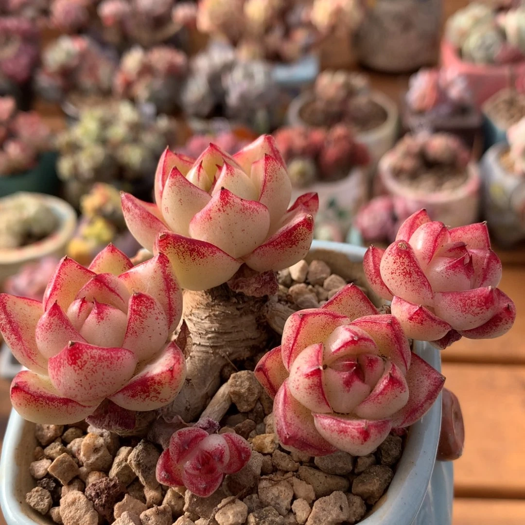 梦幻女王一物一拍 056