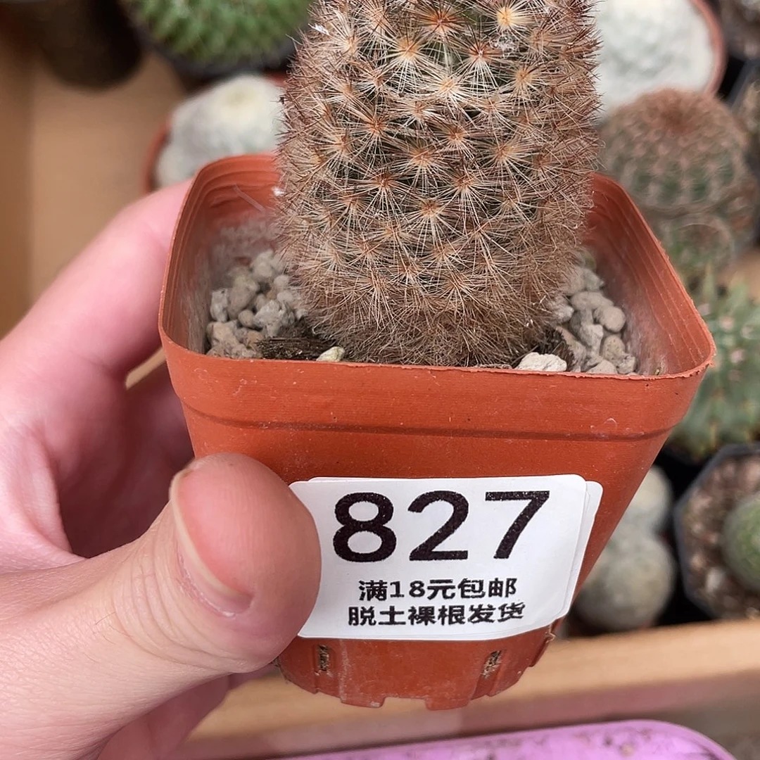 827红刺嘉文（满18包邮）