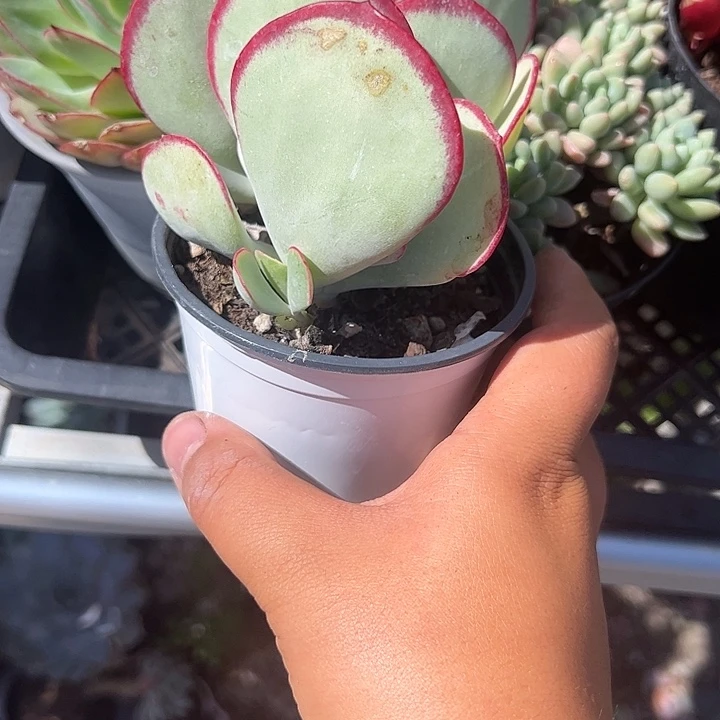 特价白眉多肉植物精品