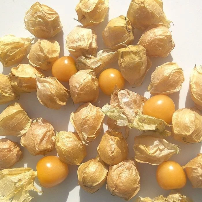 新品推荐】新种上市东北姑娘果【黄菇娘种子】水果果灯笼果薄皮姑娘