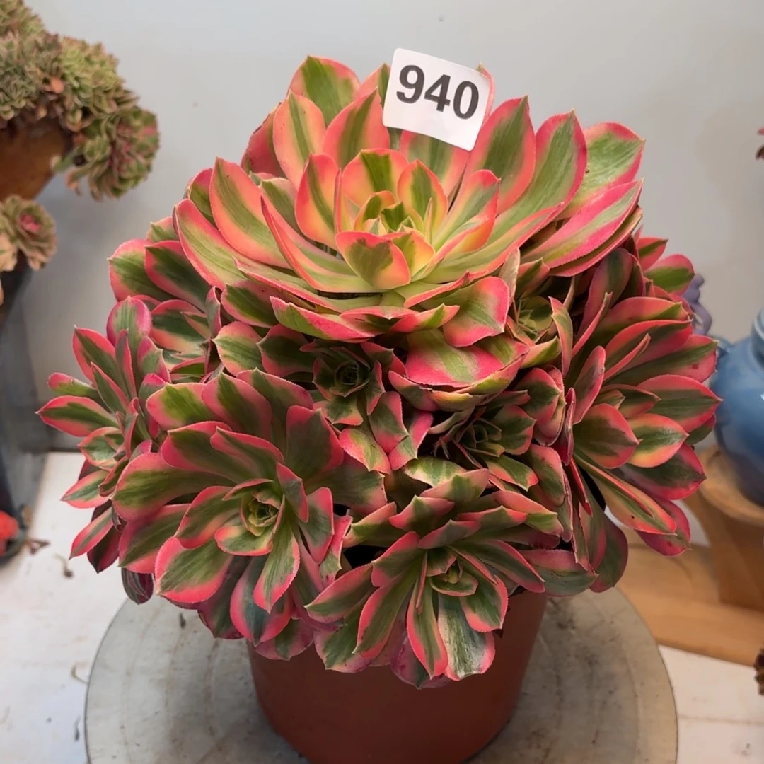 多肉植物桃夭940。