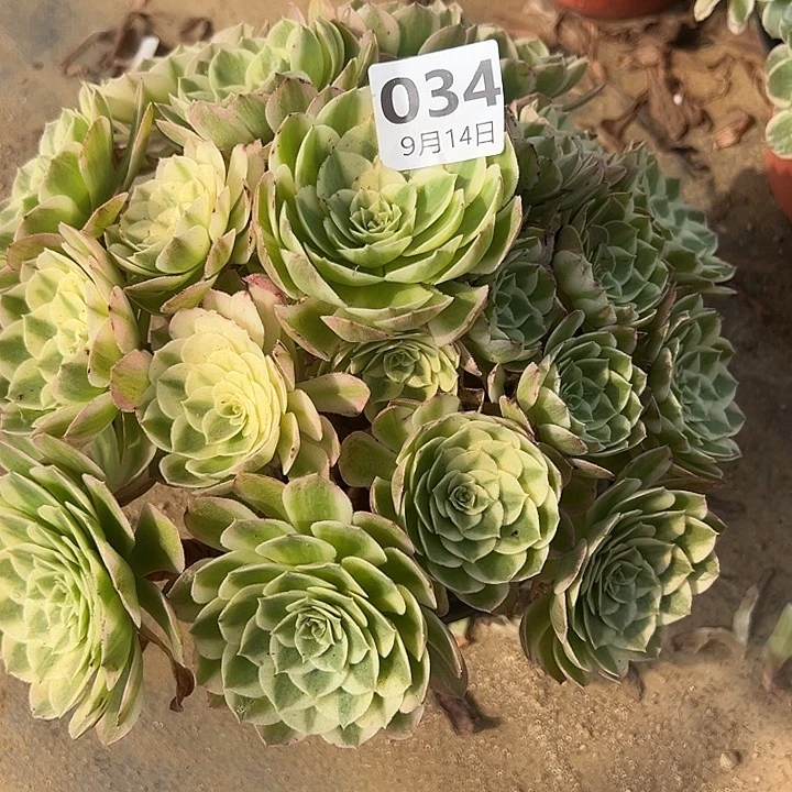 9.14-34海王多肉植物1