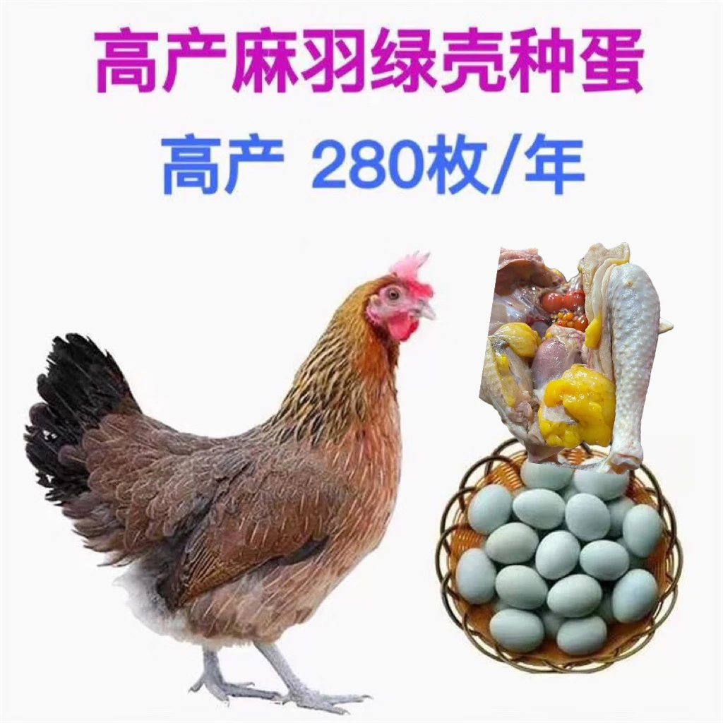 一斤重散养绿壳蛋麻羽青年宠物鸡公母可选左右包邮