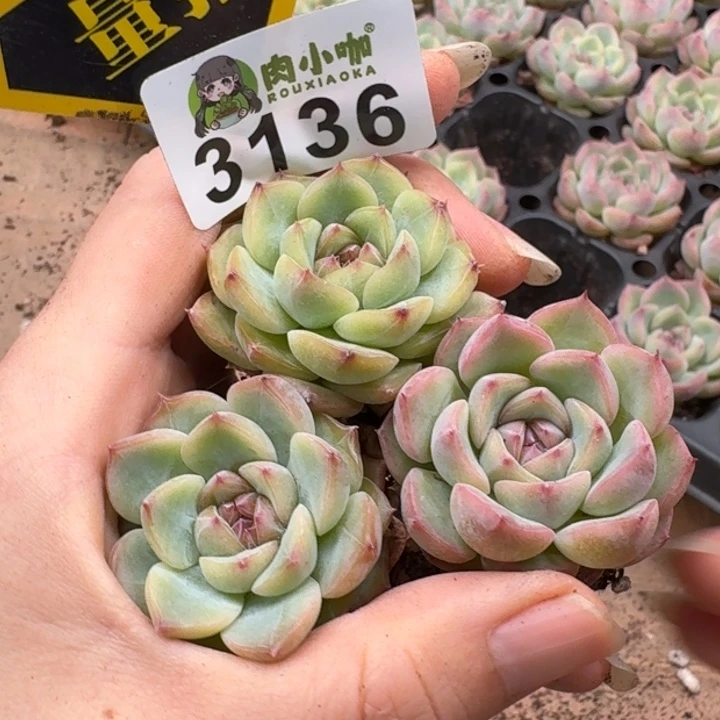 无花朵多肉植物多肉植物