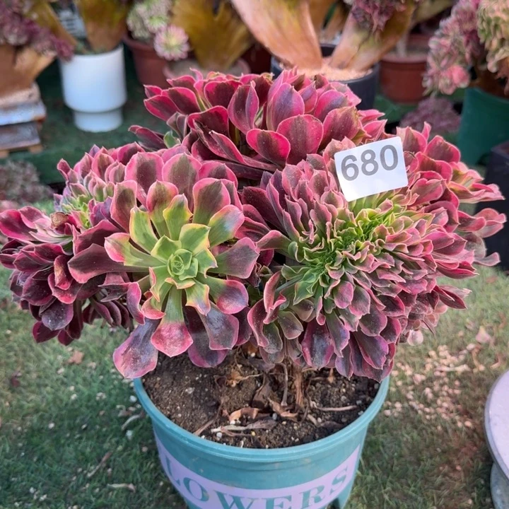 美杜莎法师锦缀化680