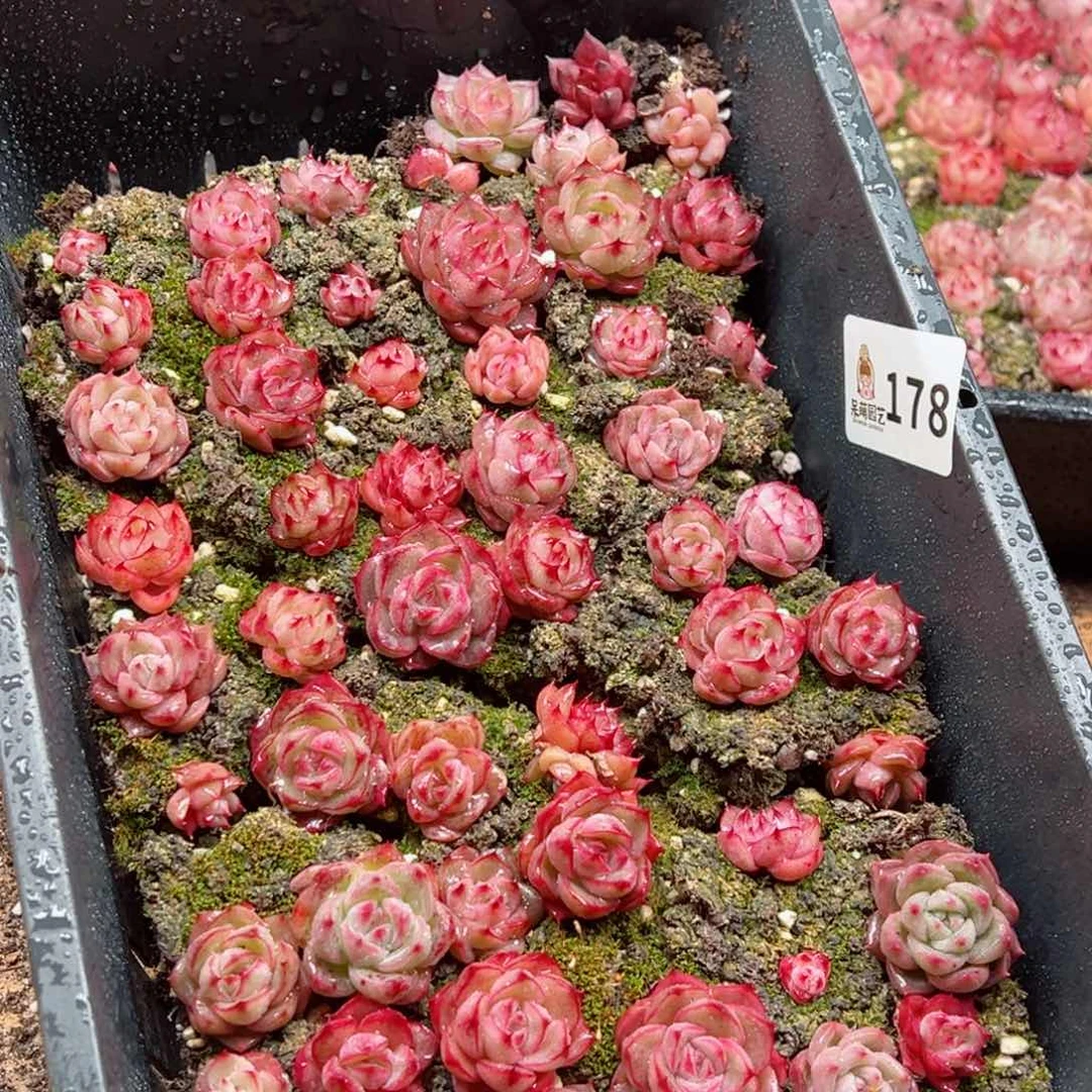 随**缘多肉植物多肉植物