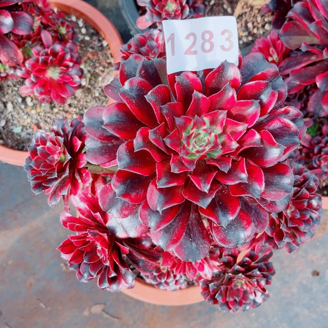 火焰精灵特价多肉