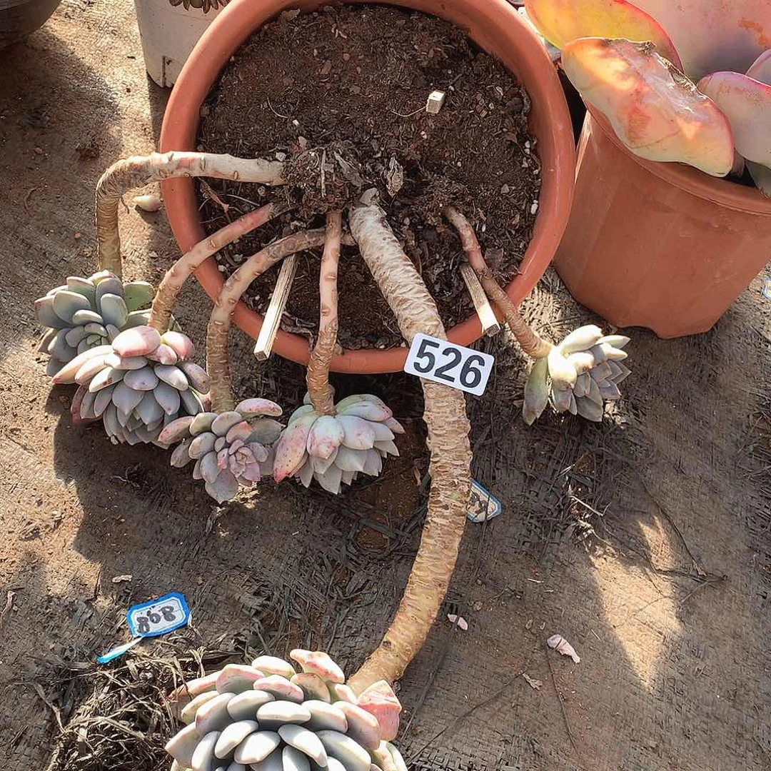 526胖美人一物一拍多肉