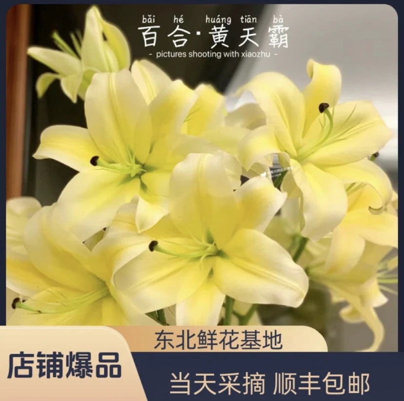 「黄天霸」浓香型香水百合东北发货顺丰包邮