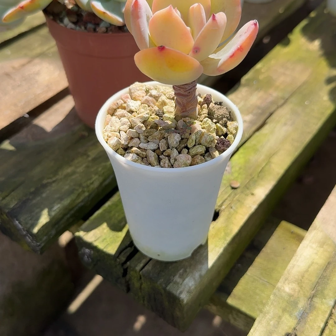 立***3白凤多肉植物一颗