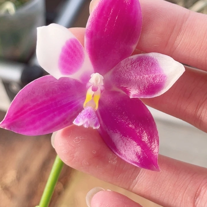 完全开放SWR雨点-663