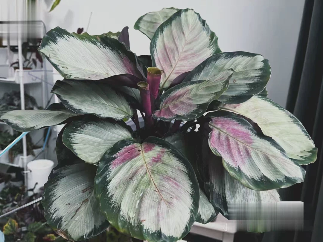 绿美丽竹芋盆栽室内净化空气观叶植物四季常青好养